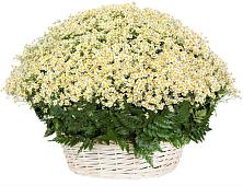 Цветочная композиция из Ромашки в корзине #REPLACE_PRED# Новоджерелиевской